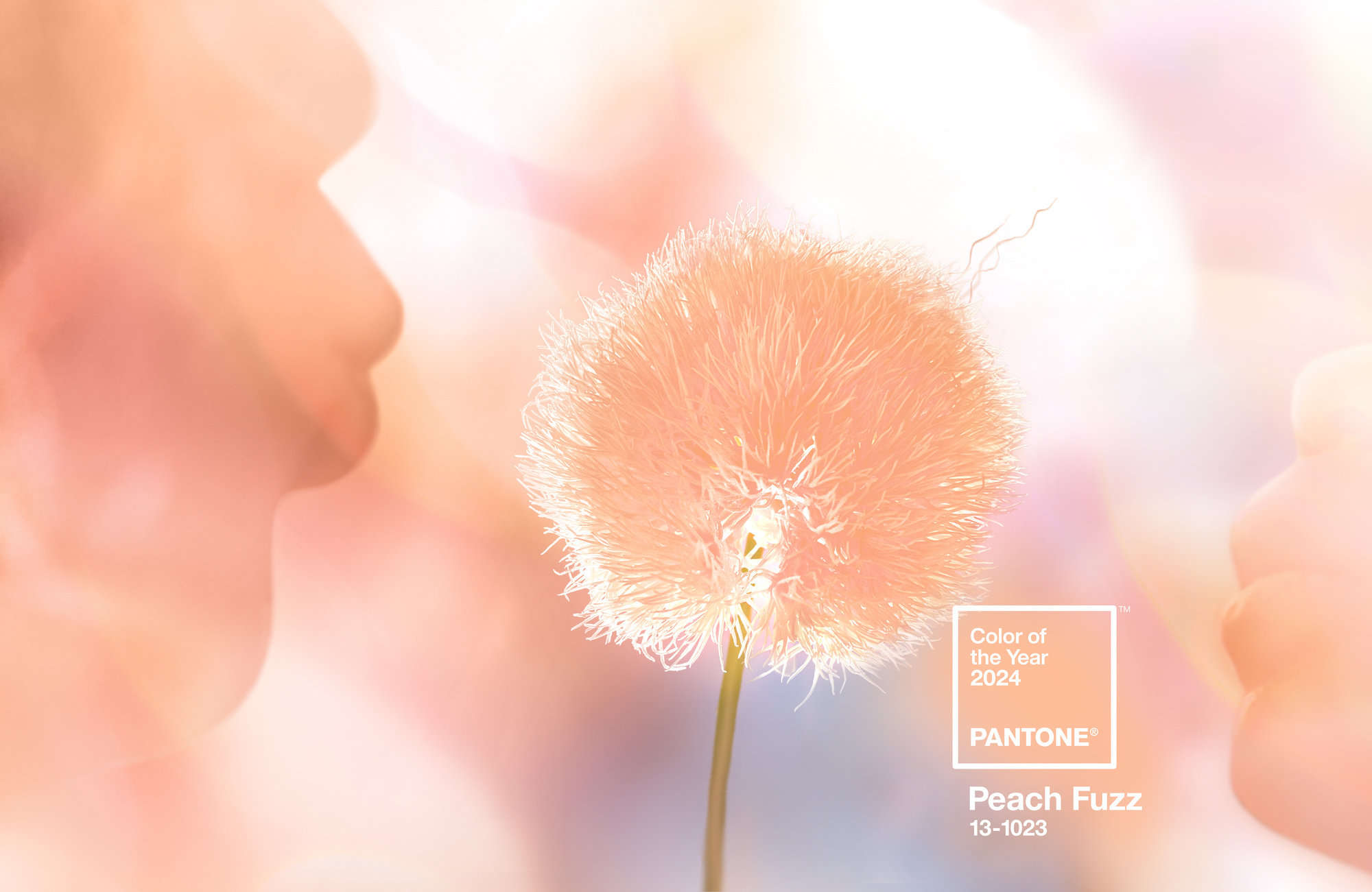 sincerecopy pantone reveals peach fuzz as color of the year 2024
